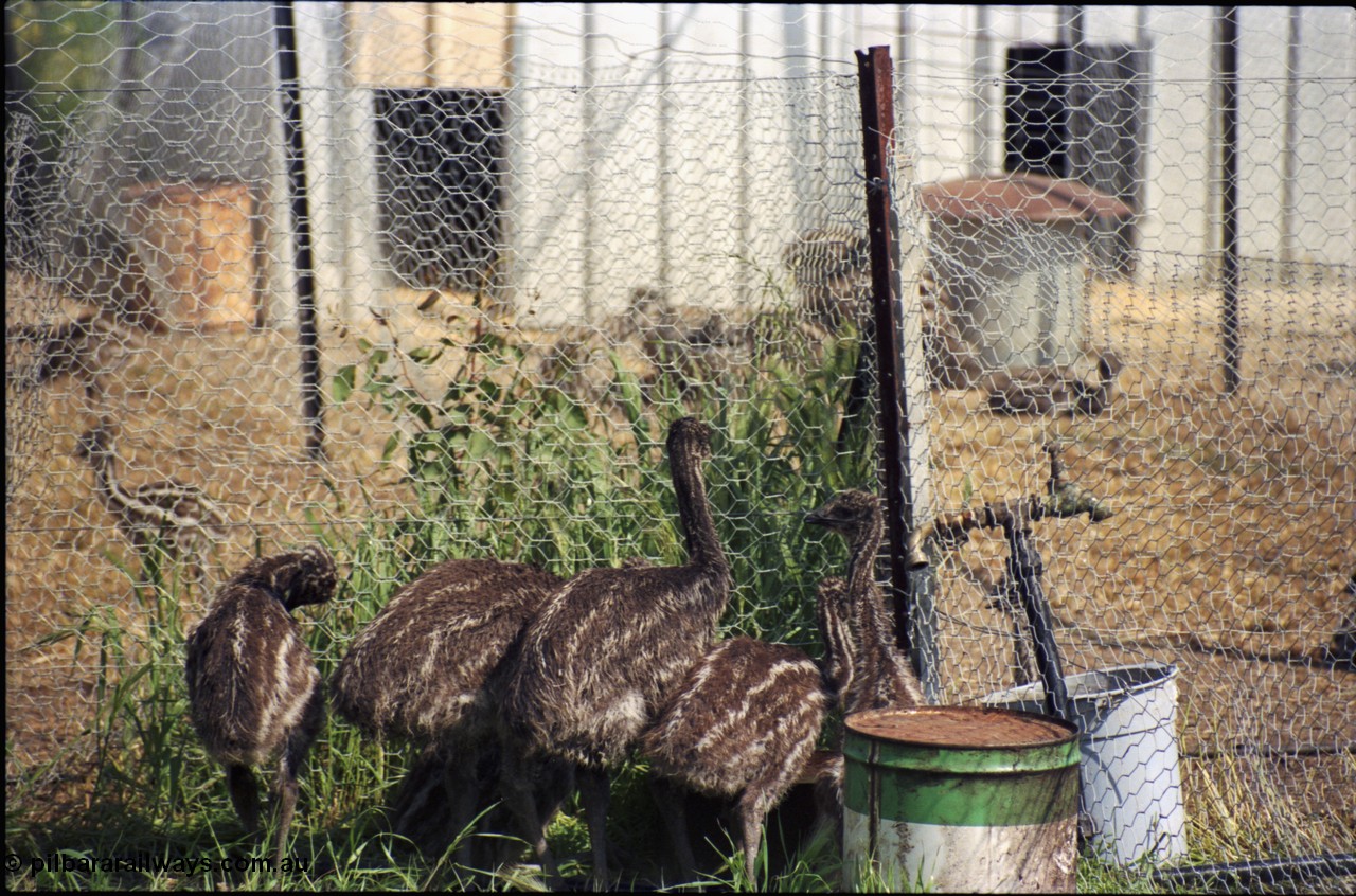 208-1-10
Toodyay, emus at the Free Range Emu Farm.
