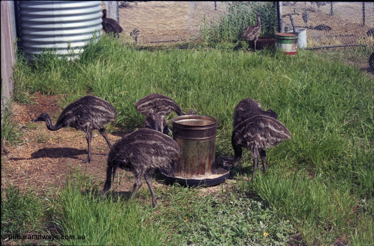 208-1-11
Toodyay, emus at the Free Range Emu Farm.
