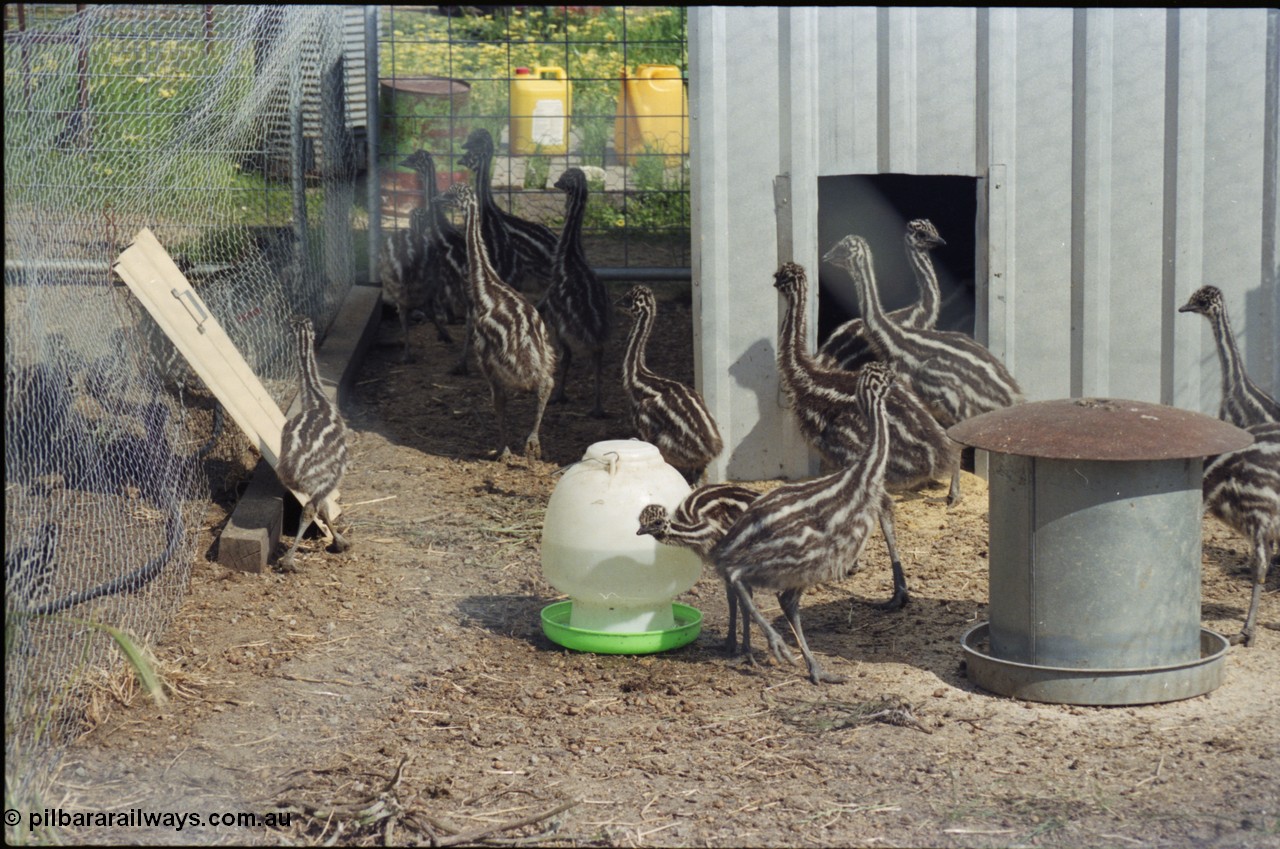 208-1-12
Toodyay, emus at the Free Range Emu Farm.
