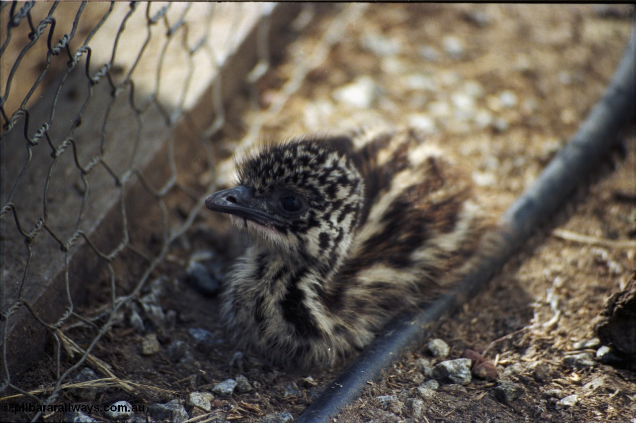 208-1-14
Toodyay, emus at the Free Range Emu Farm.
