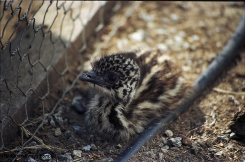 208-1-14
Toodyay, emus at the Free Range Emu Farm.
