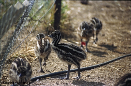 208-1-15
Toodyay, emus at the Free Range Emu Farm.
