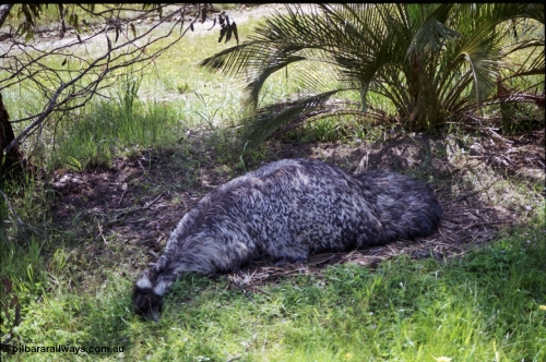 208-2-01
Toodyay, emus at the Free Range Emu Farm.
