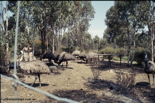 208-2-05
Toodyay, emus at the Free Range Emu Farm.
