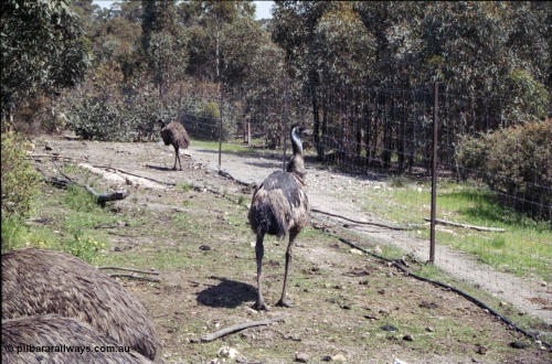 208-2-07
Toodyay, emus at the Free Range Emu Farm.

