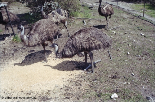 208-2-08
Toodyay, emus at the Free Range Emu Farm.
