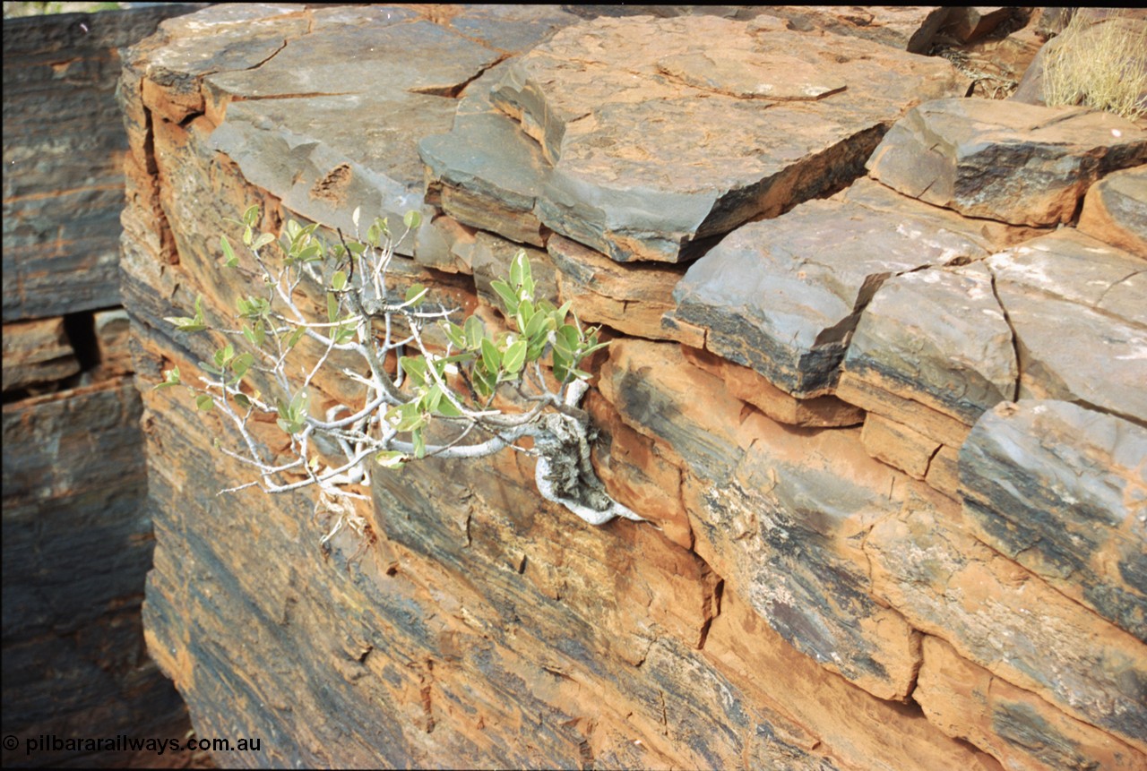 205-22
Wittenoom, upper reaches of Bee Gorge, landscape views.
