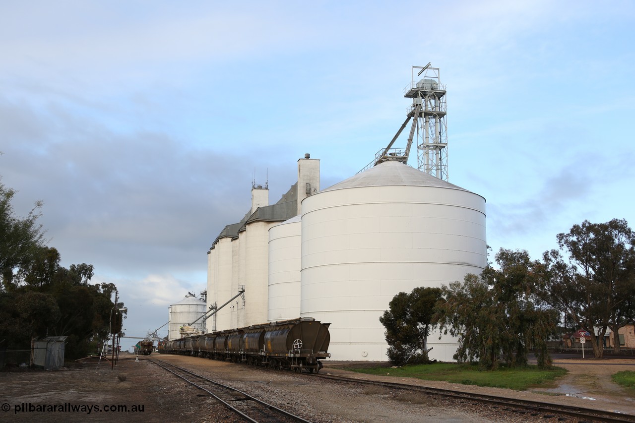 130705 0594
Lock, down end looking up towards Port Lincoln with the four silo blocks on the right, from the furthest, #5, #1, #2 and #3. The horizontal bunker #4 is on the left but obscured by the trees. Loading is continuing on the #1 goods siding while the loaded rake is on the mainline.
