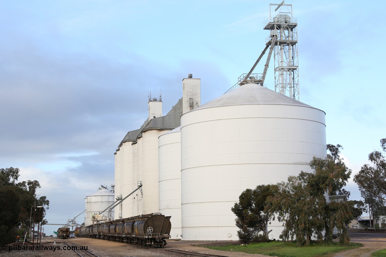 130705 0601
Lock, down end looking up towards Port Lincoln with the four silo blocks on the right, from the furthest, #5, #1, #2 and #3. The horizontal bunker #4 is on the left but obscured by the trees. Loading is continuing on the #1 goods siding while the loaded rake is on the mainline.
