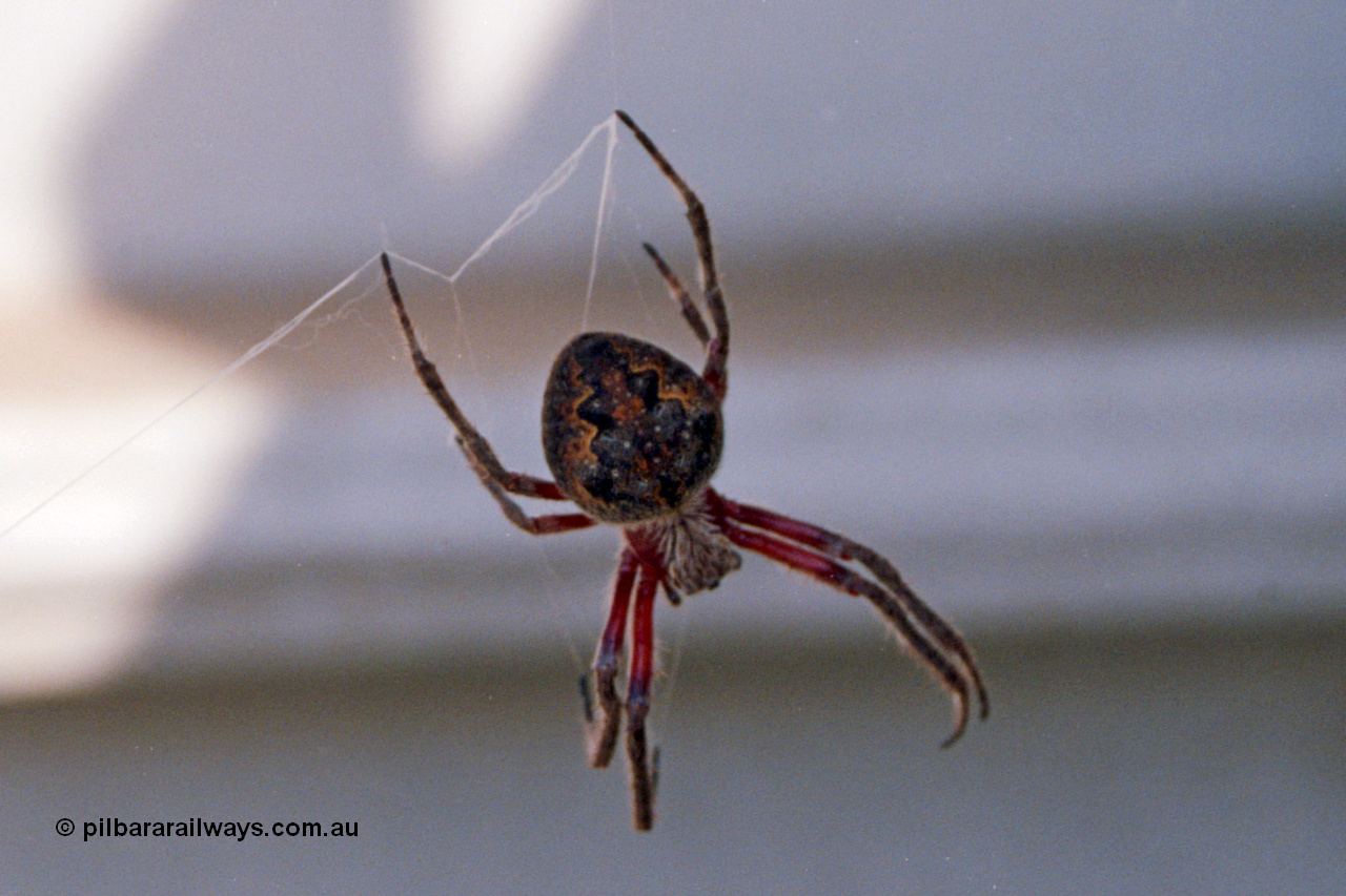 123-1-02
Spider on steel.
